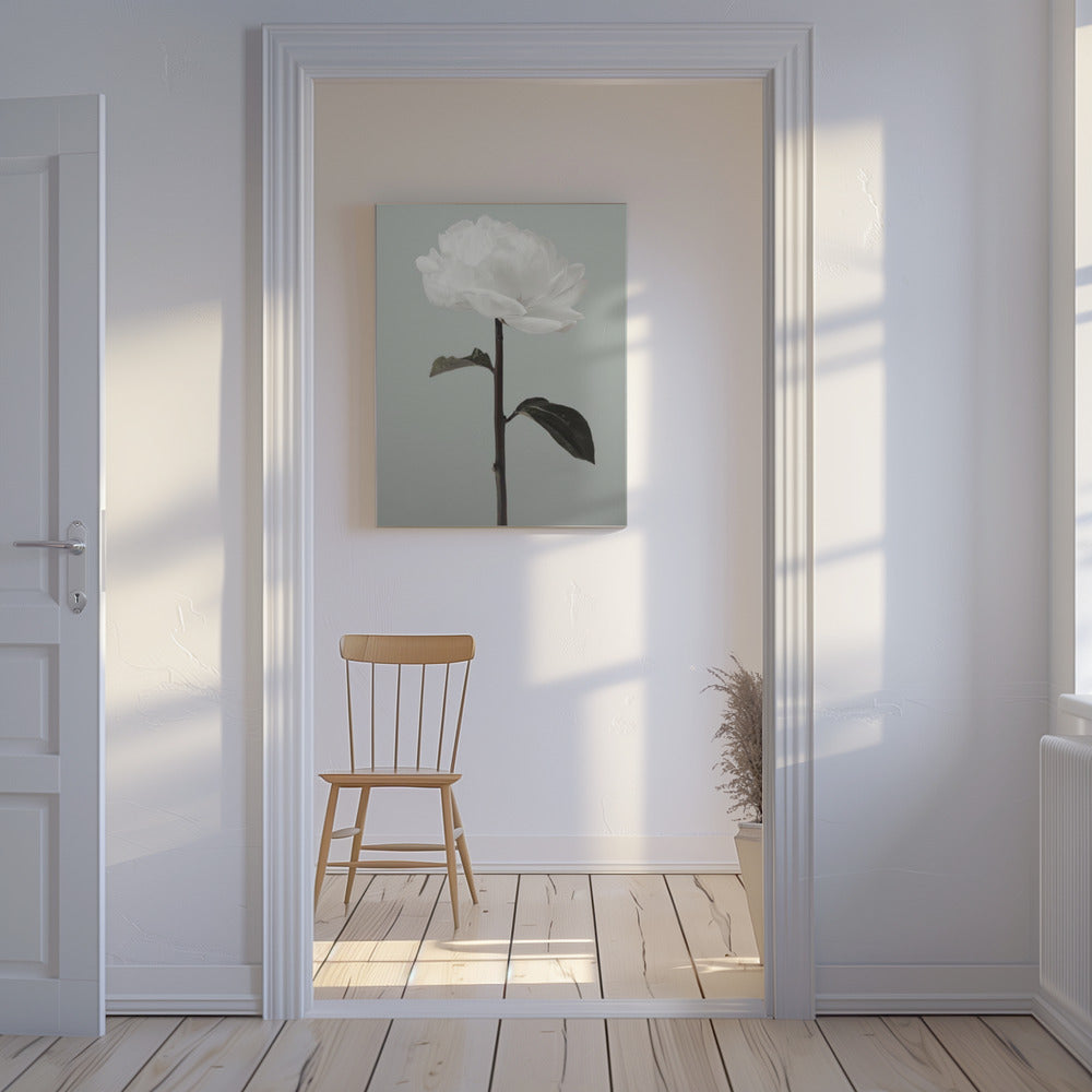 Peony 16 | Canvas
