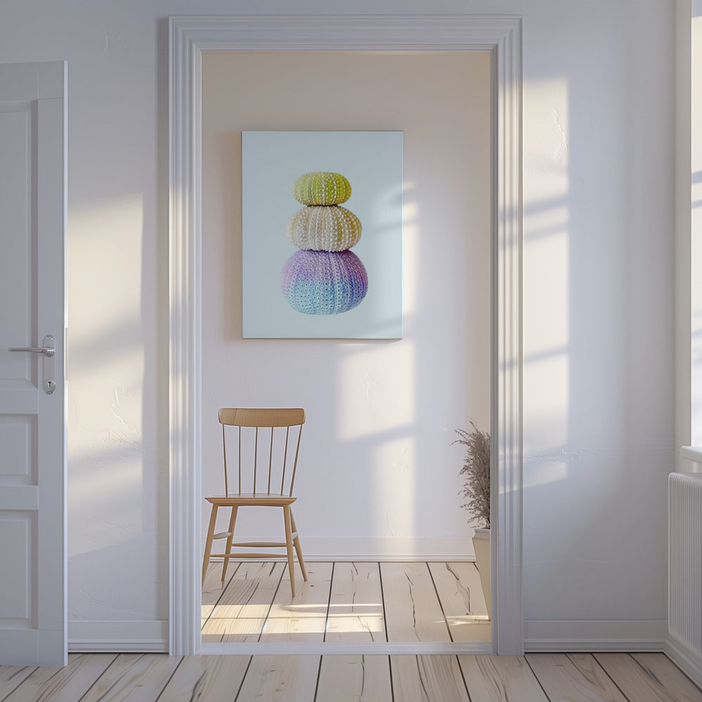Sea Urchins | Canvas