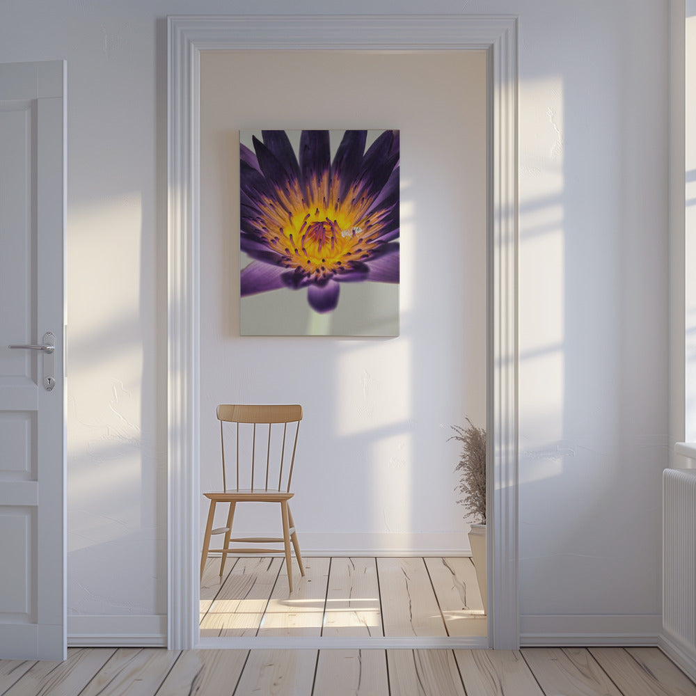 Purple Water Lilly | Canvas
