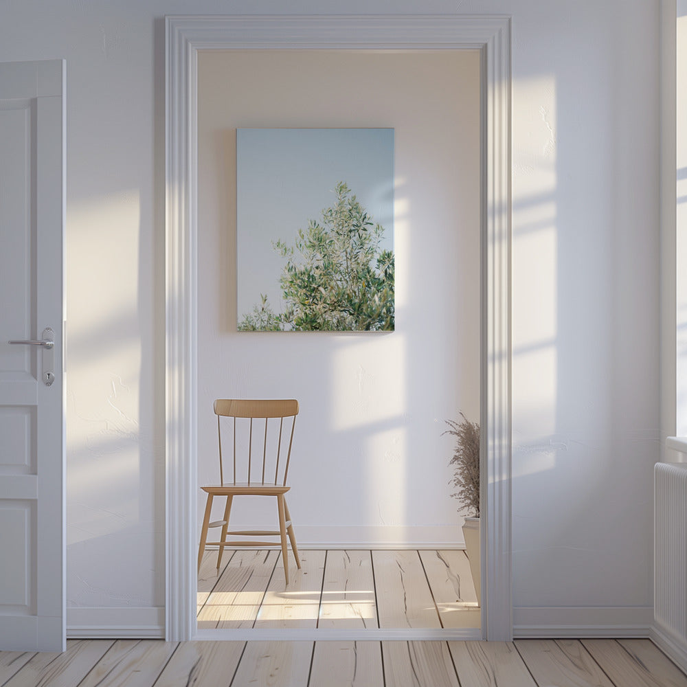 Olives In Ostuni | Italy Travel Photography | Canvas