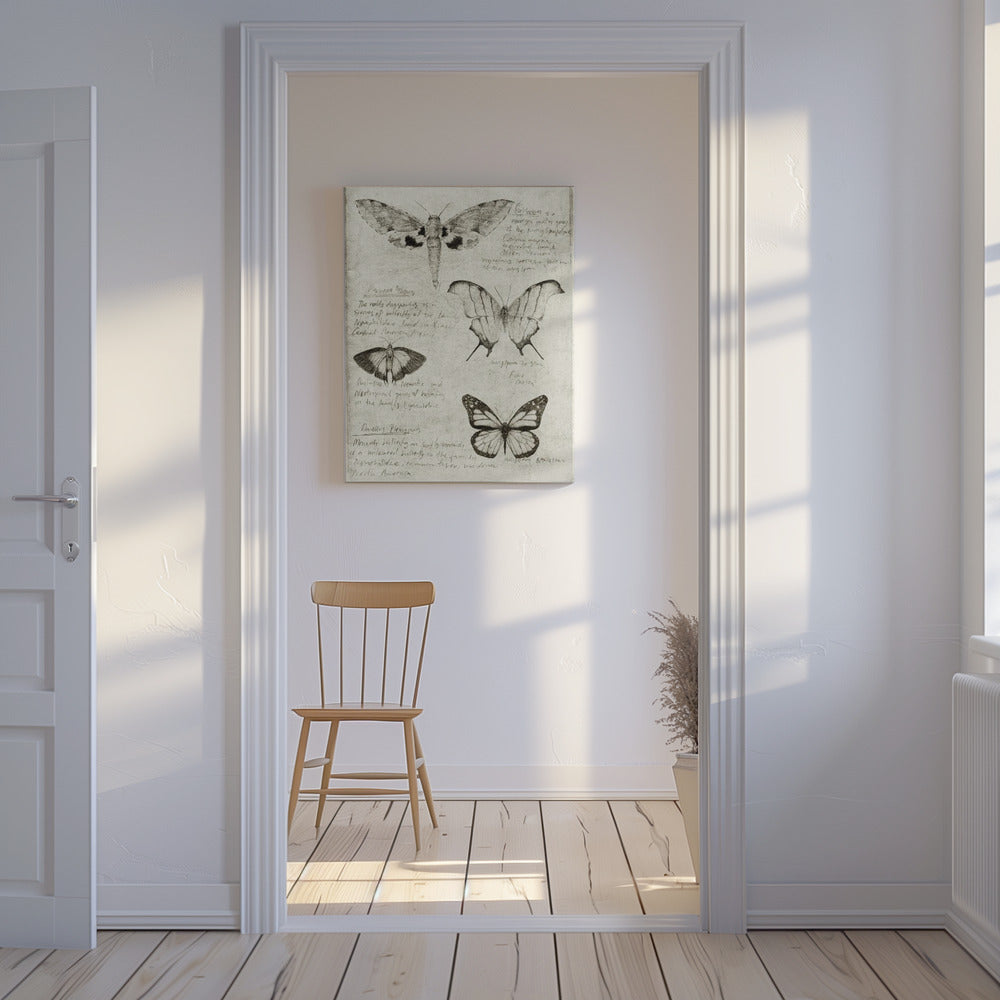 Butterfly Illustrations | Canvas