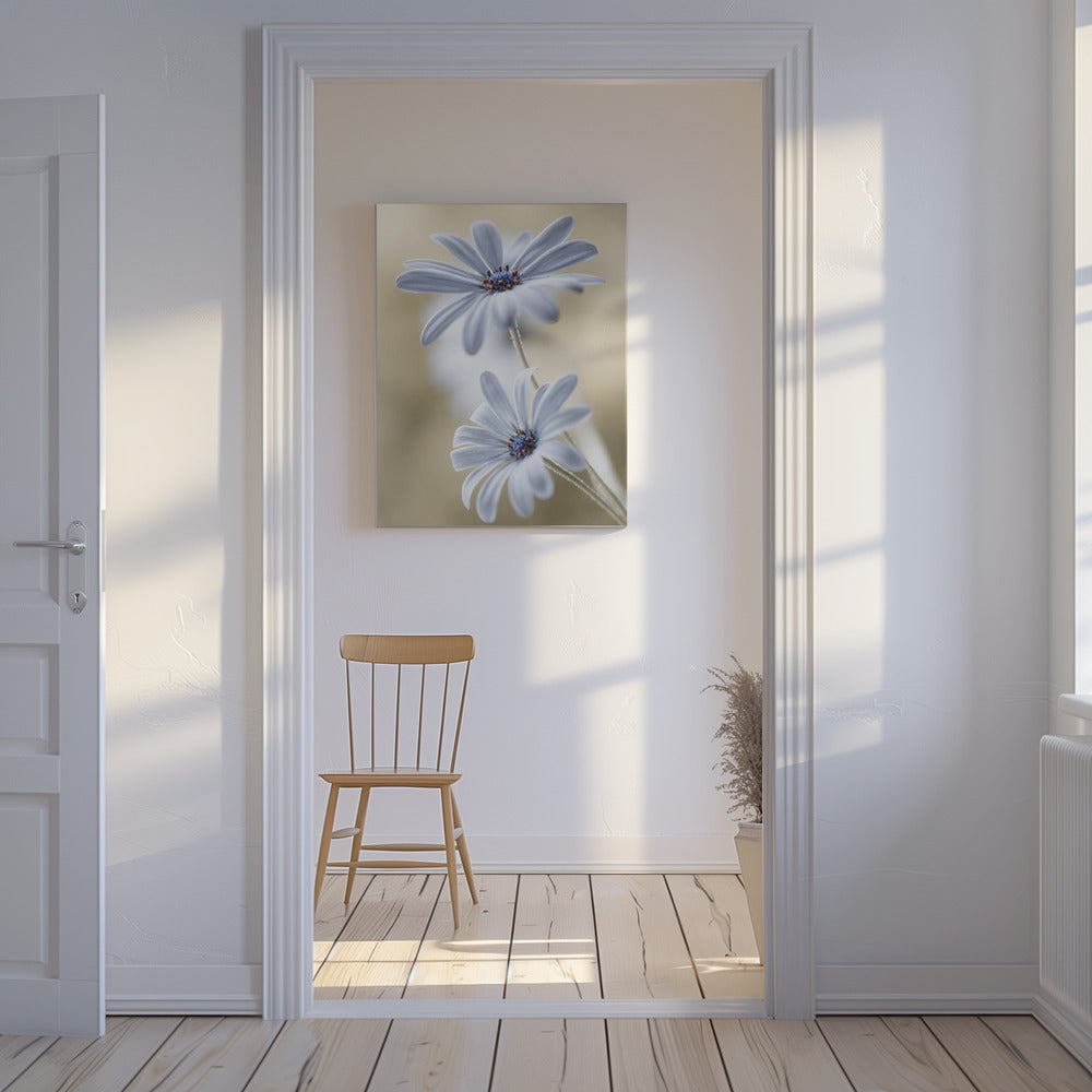 Cape daisies | Canvas