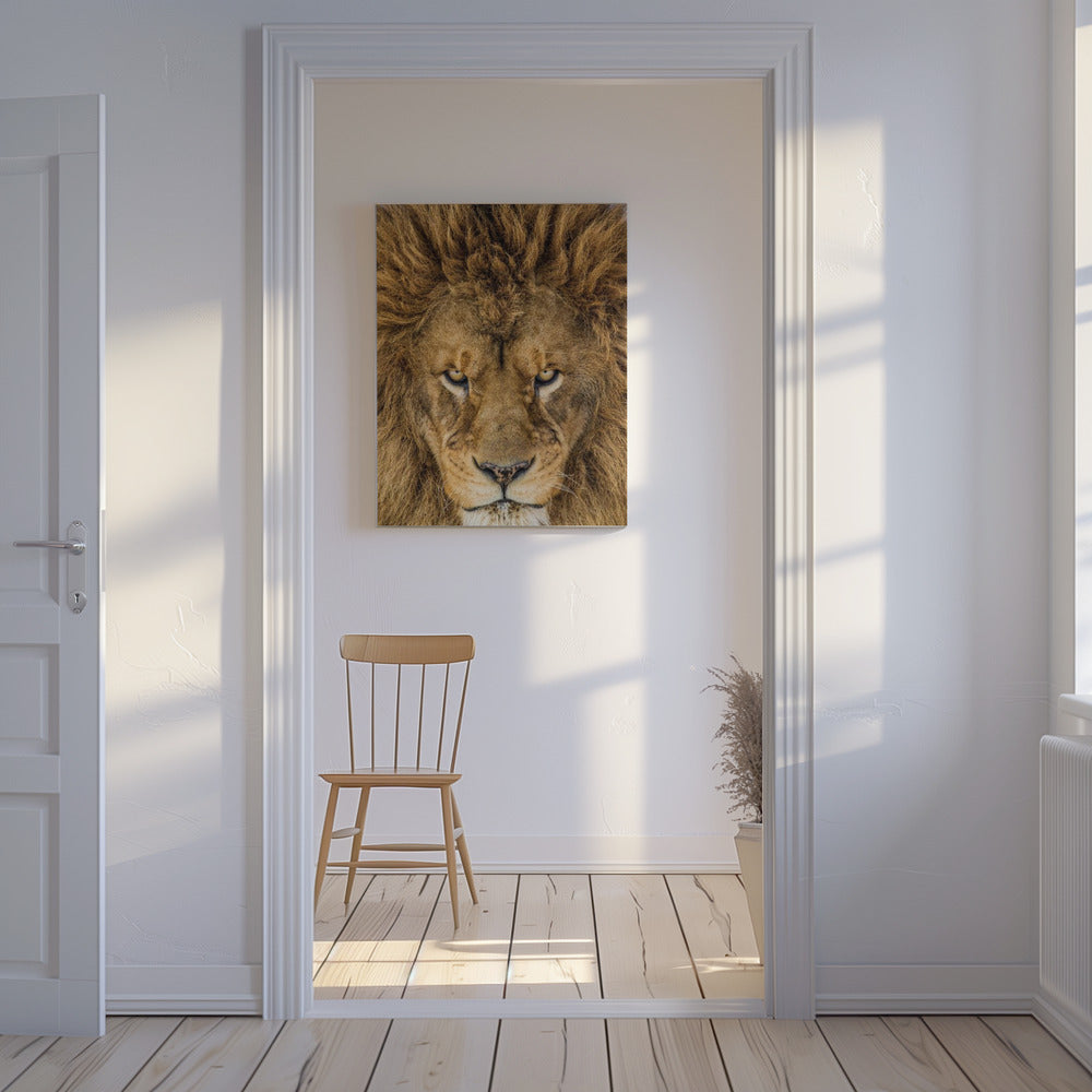 Serious Lion | Canvas