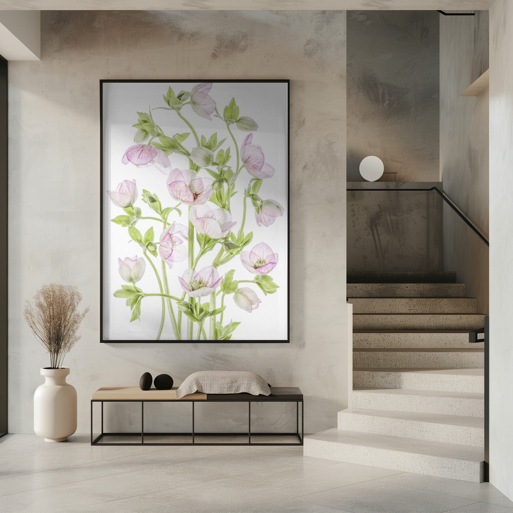 Hellebore | Poster
