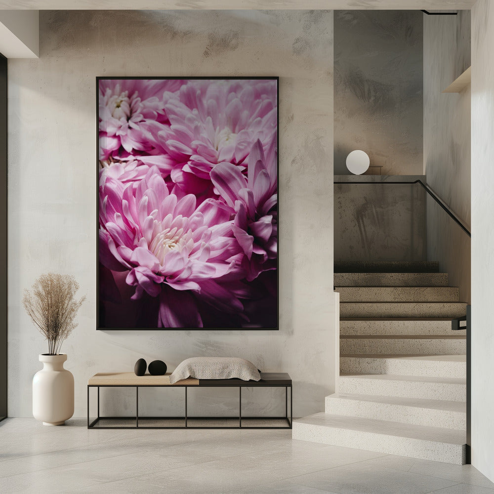 pink Chrysanthemum Blossom | Poster