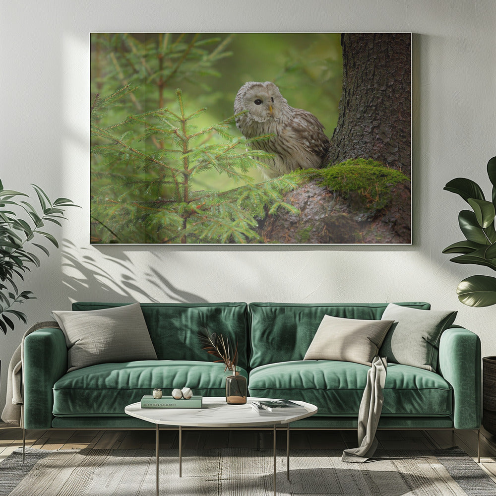 Ural Owl | Canvas