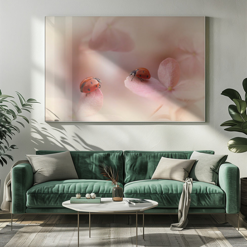 Ladybirds on pink hydrangea. | Canvas