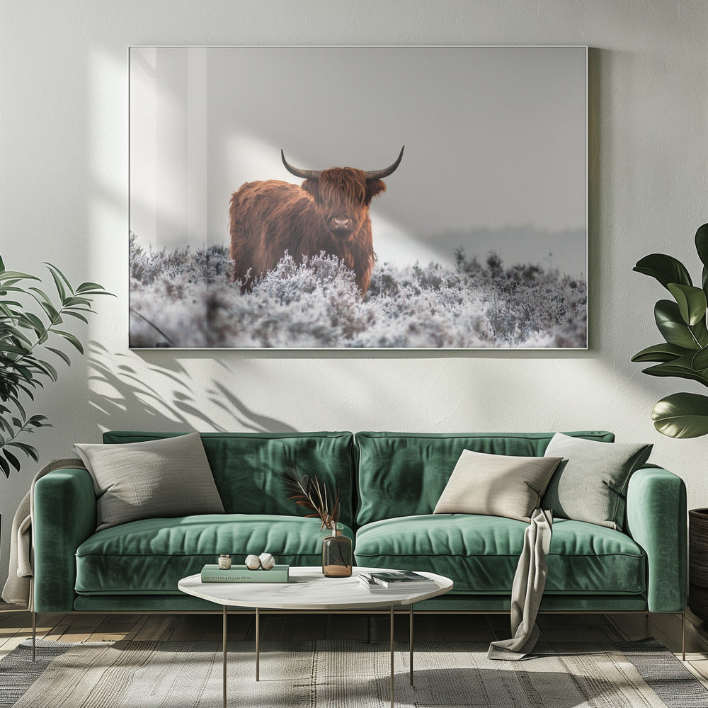 Highlander | Canvas