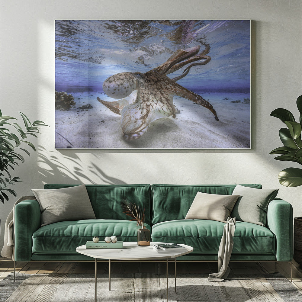 Dancing Octopus | Canvas