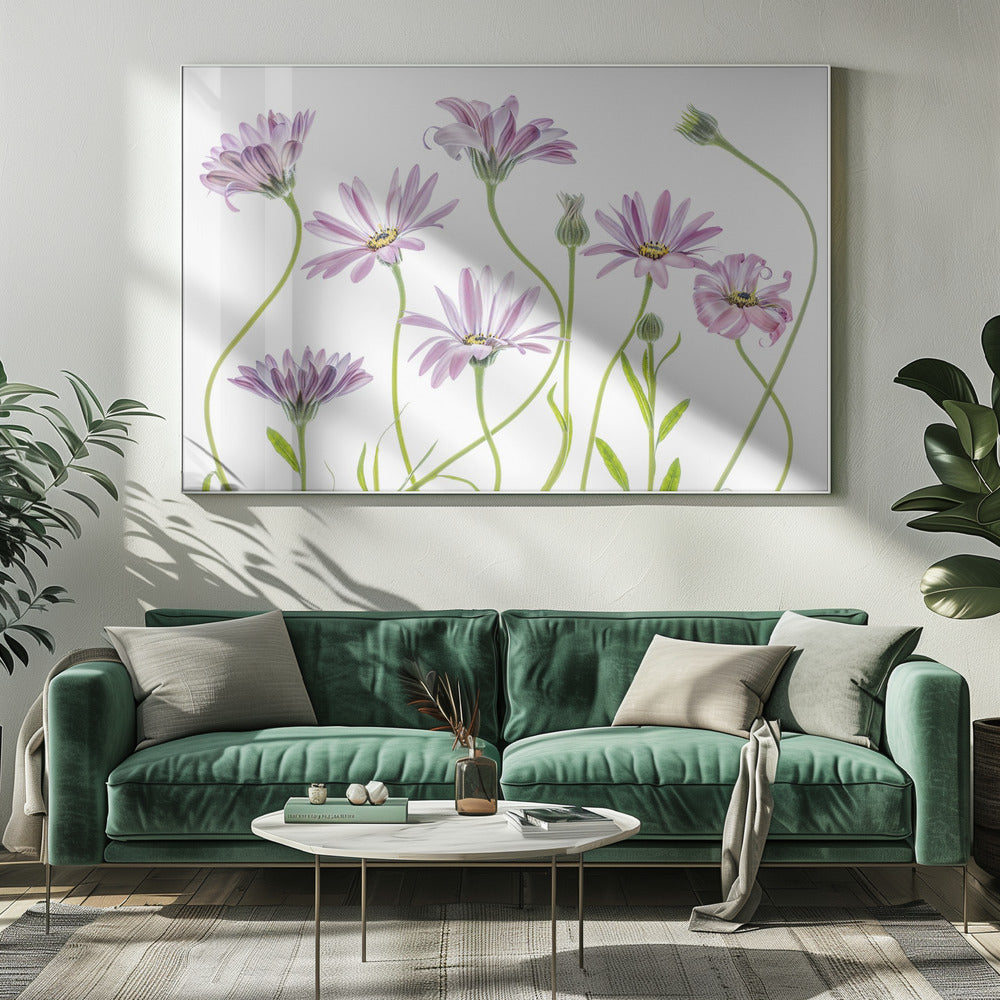 Cape Daisies | Canvas