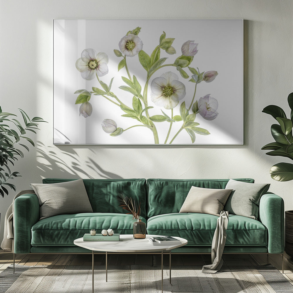 Hellebore | Canvas