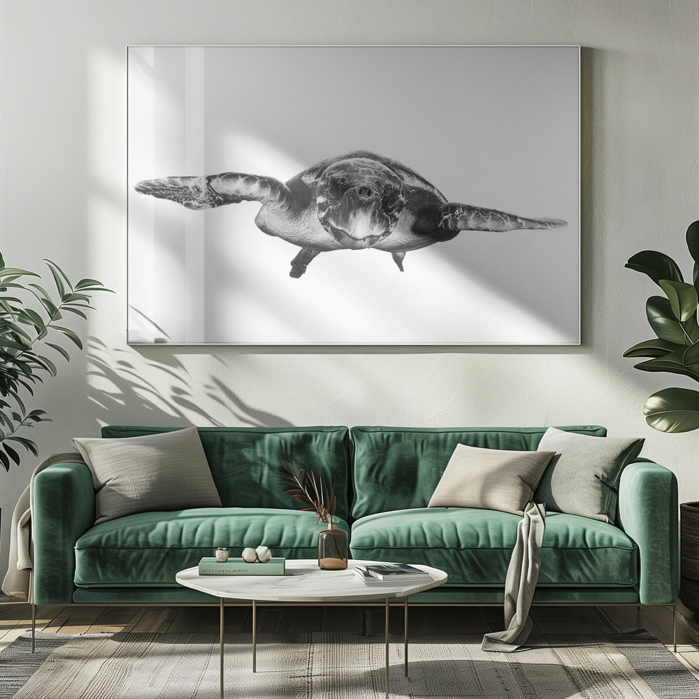 White and turtle | Canvas