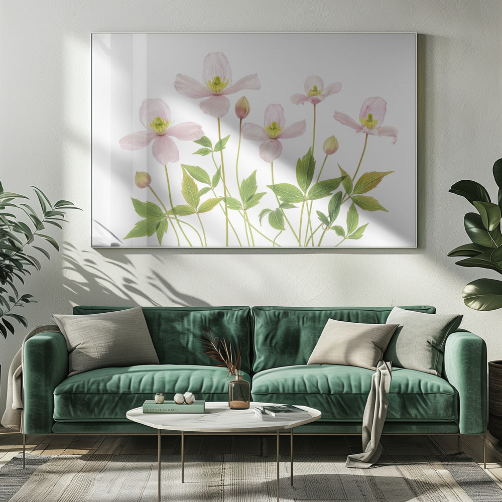 Clematis | Canvas