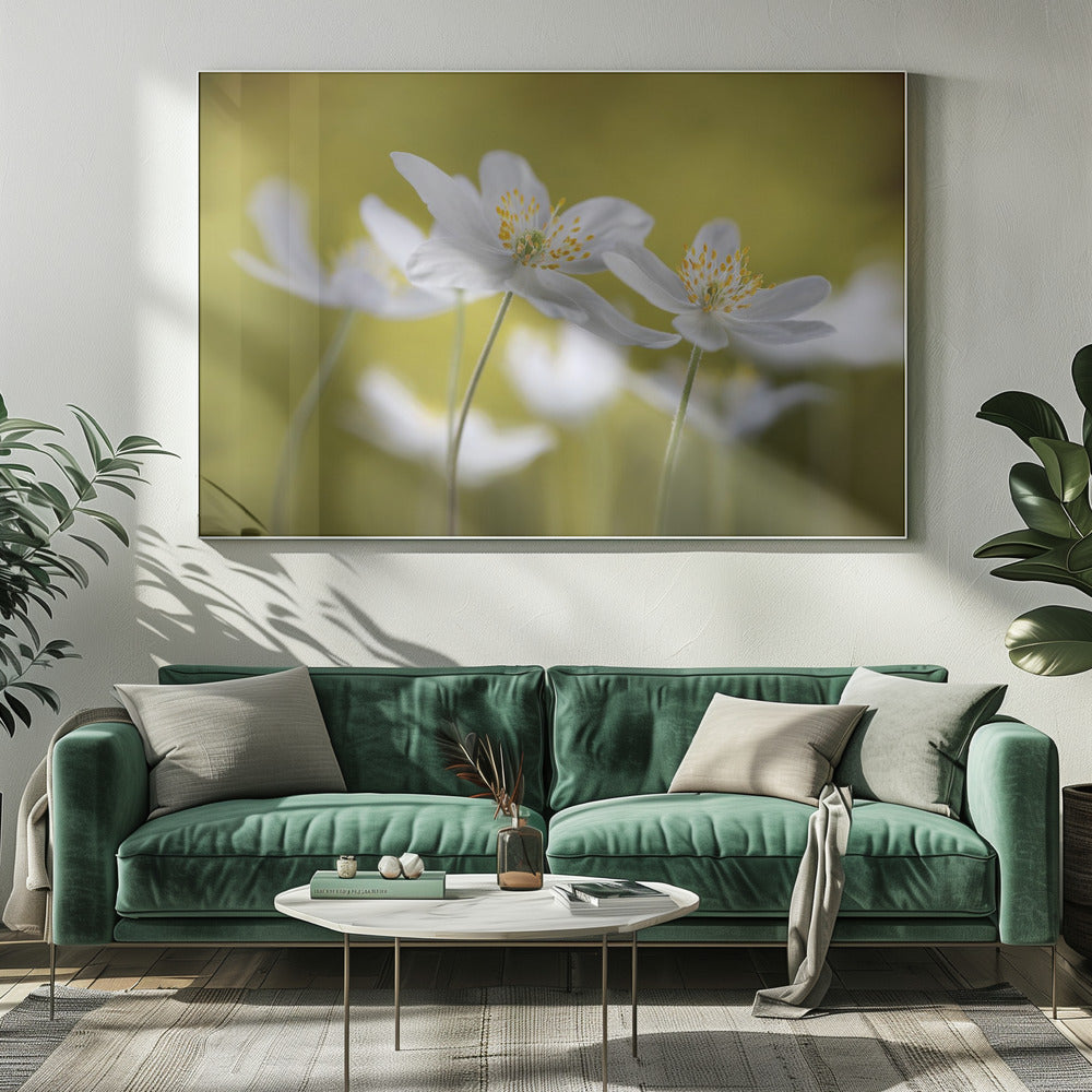 Wood Anemones | Canvas