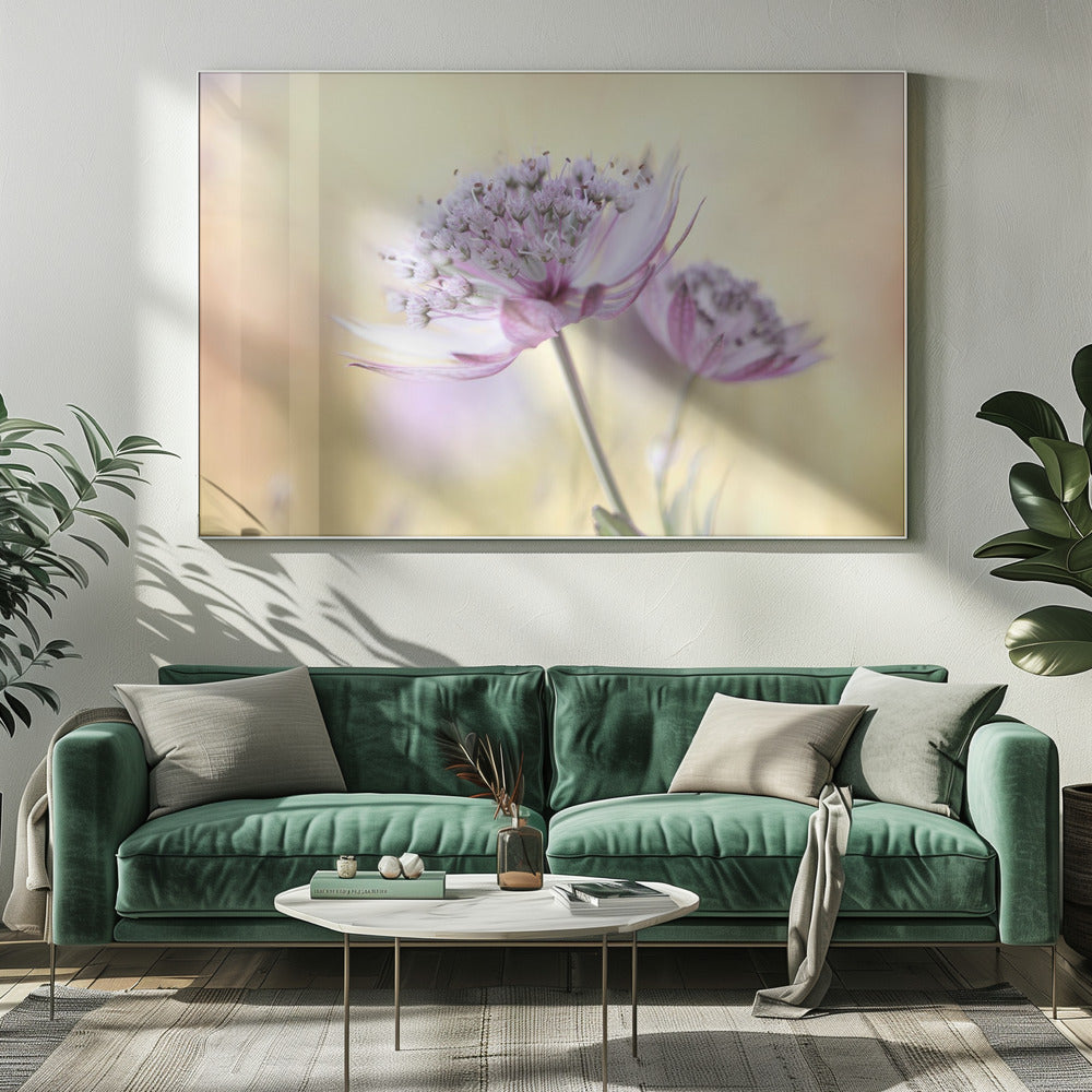 Pink Astrantia | Canvas