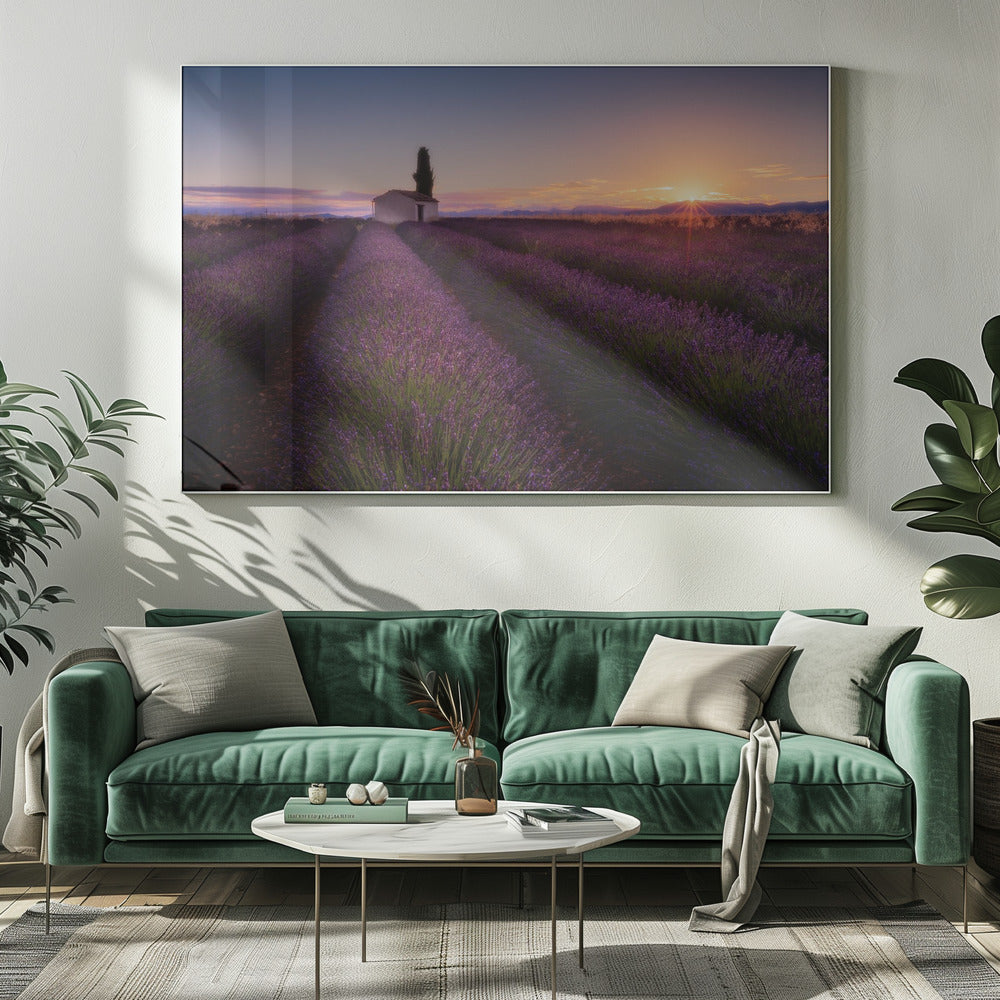 Provence Lavender | Canvas