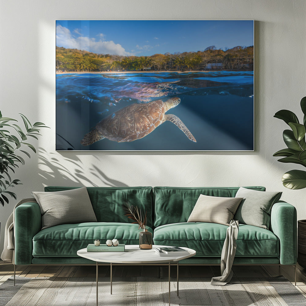 Green Turtle - Sea Turtle | Canvas