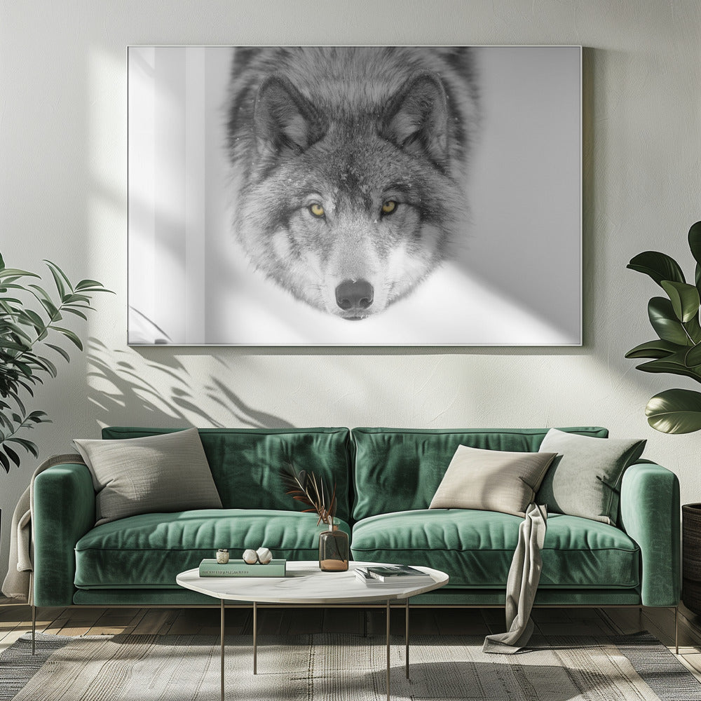 Yellow eyes - Timber Wolf | Canvas