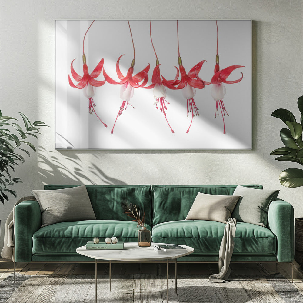Fuchsia | Canvas
