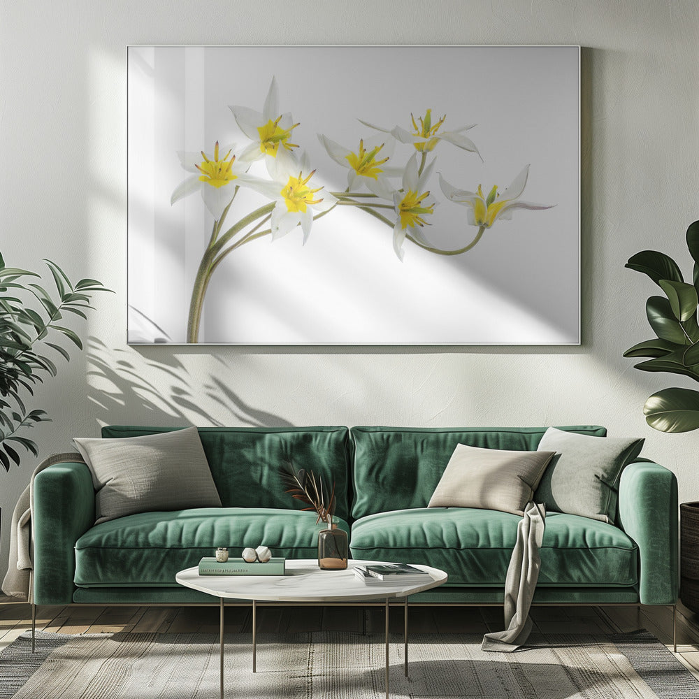 Tulipa Tarda | Canvas