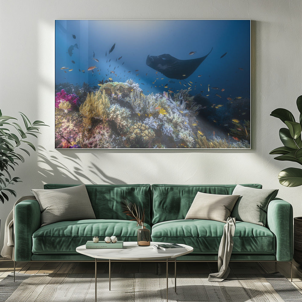 Manta reef on the reef | Canvas