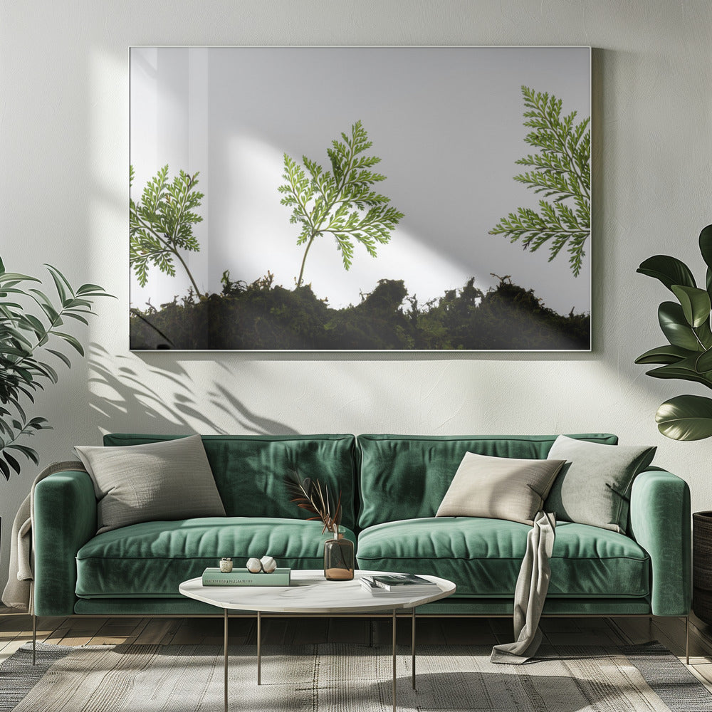 Fern Detail | Canvas