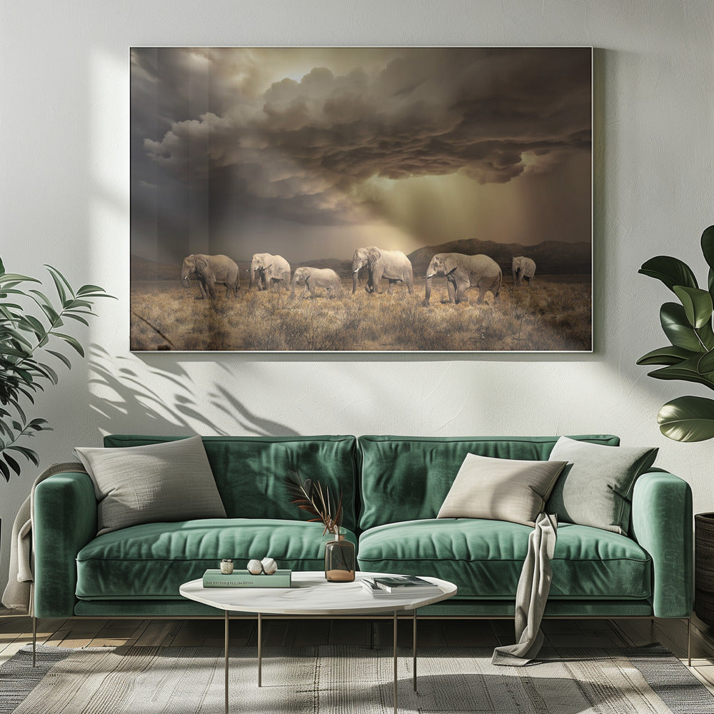 FreeElephants | Canvas