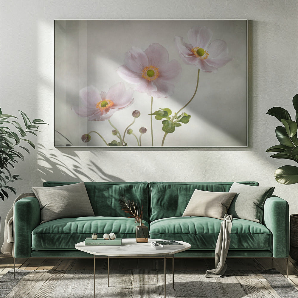 Anemones | Canvas