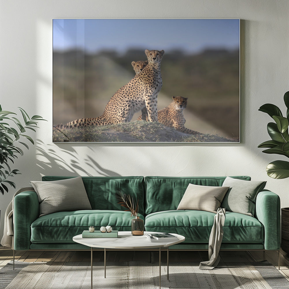 Cheetahs Family | Canvas