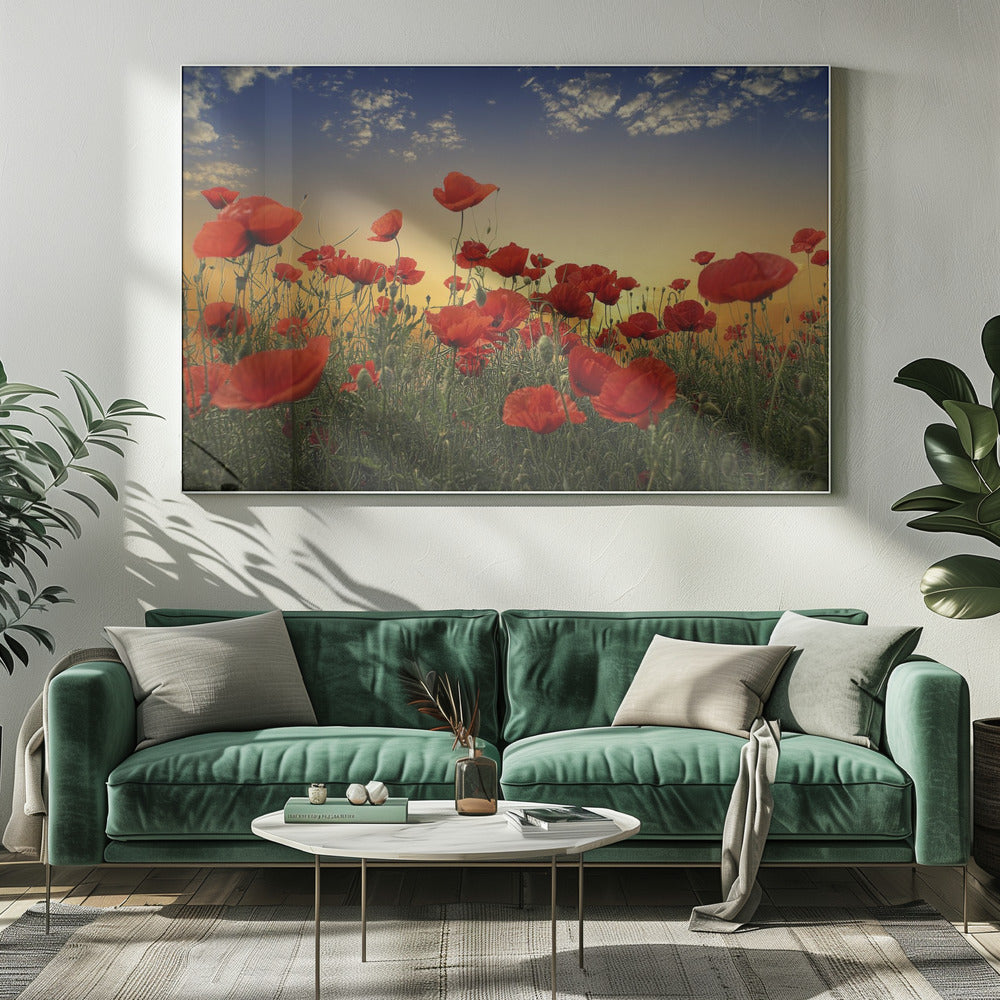 Poppies | Canvas