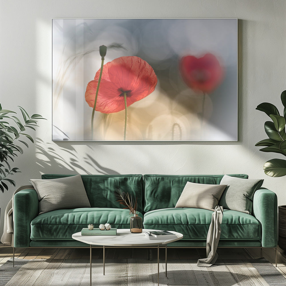 Morning Poppies | Canvas