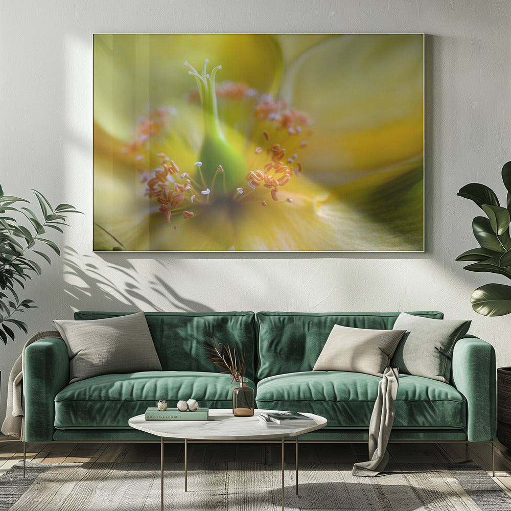 Hypericum | Canvas