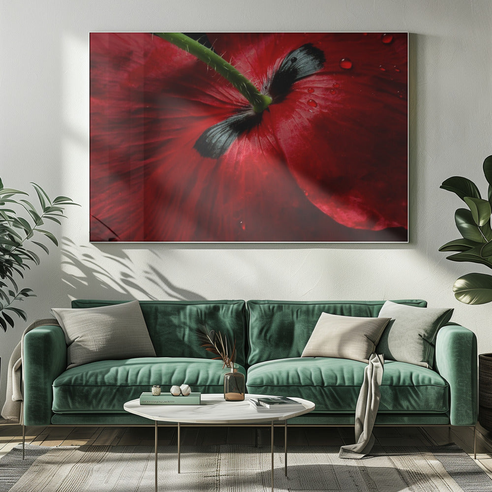 Papaver passion | Canvas