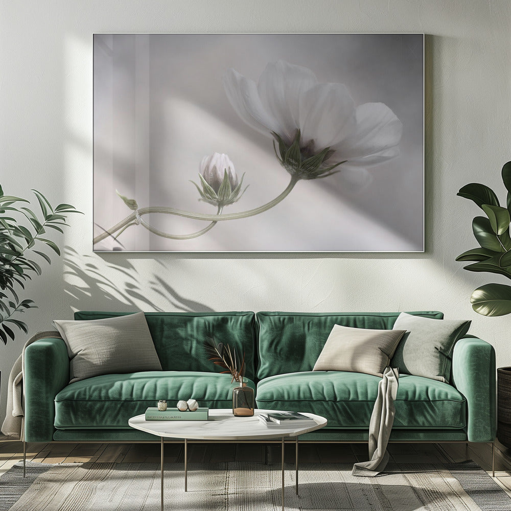 Simply Cosmos | Canvas