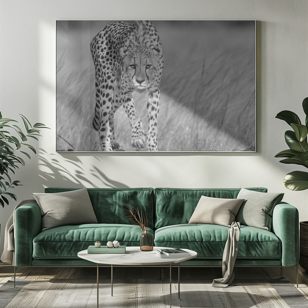 Focused predator | Canvas