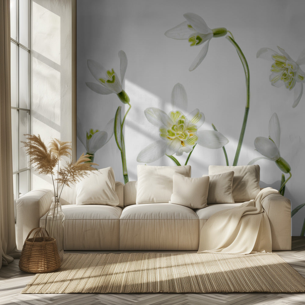 Spring Snowdrops | Wallpaper