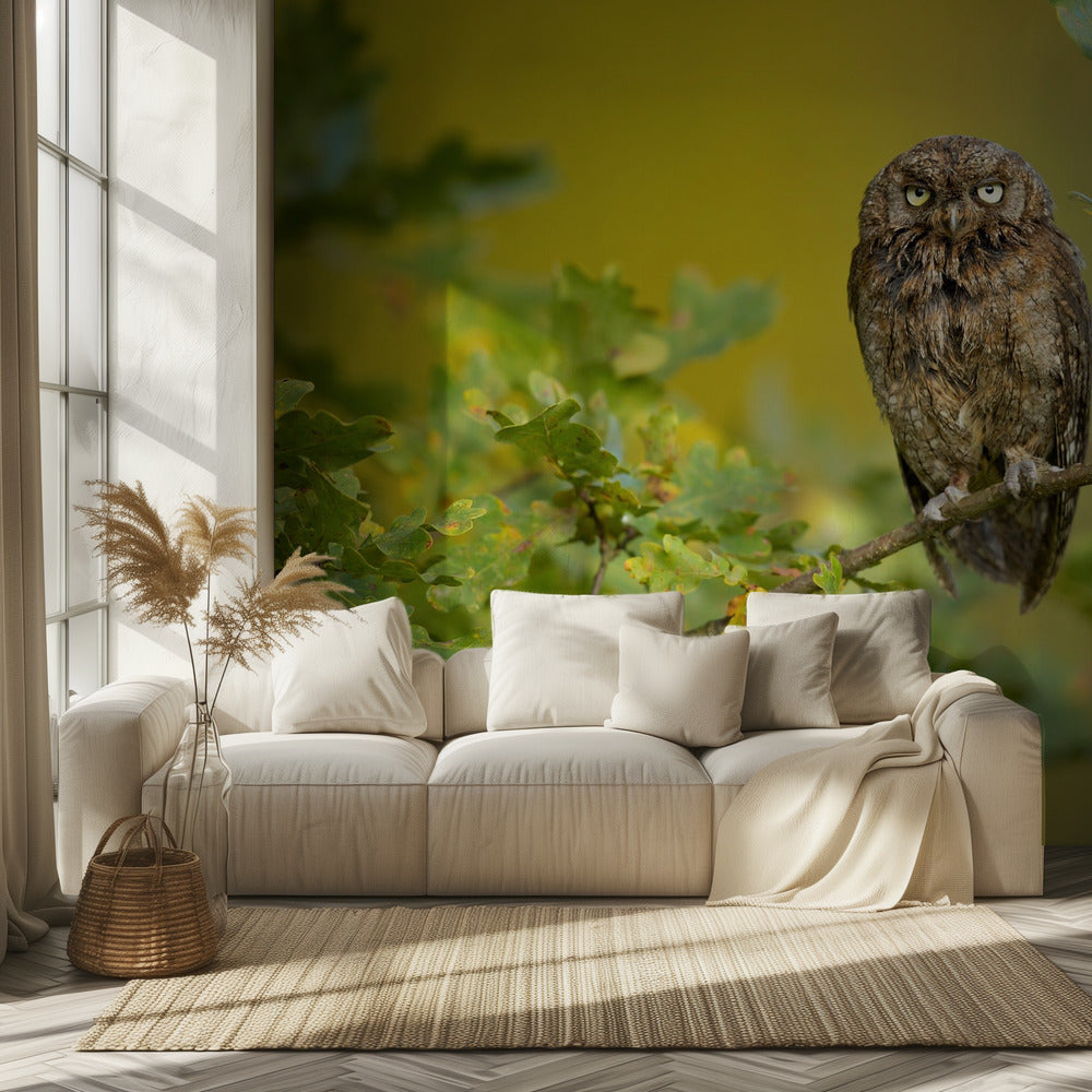 Eurasian Scops Owl | Wallpaper