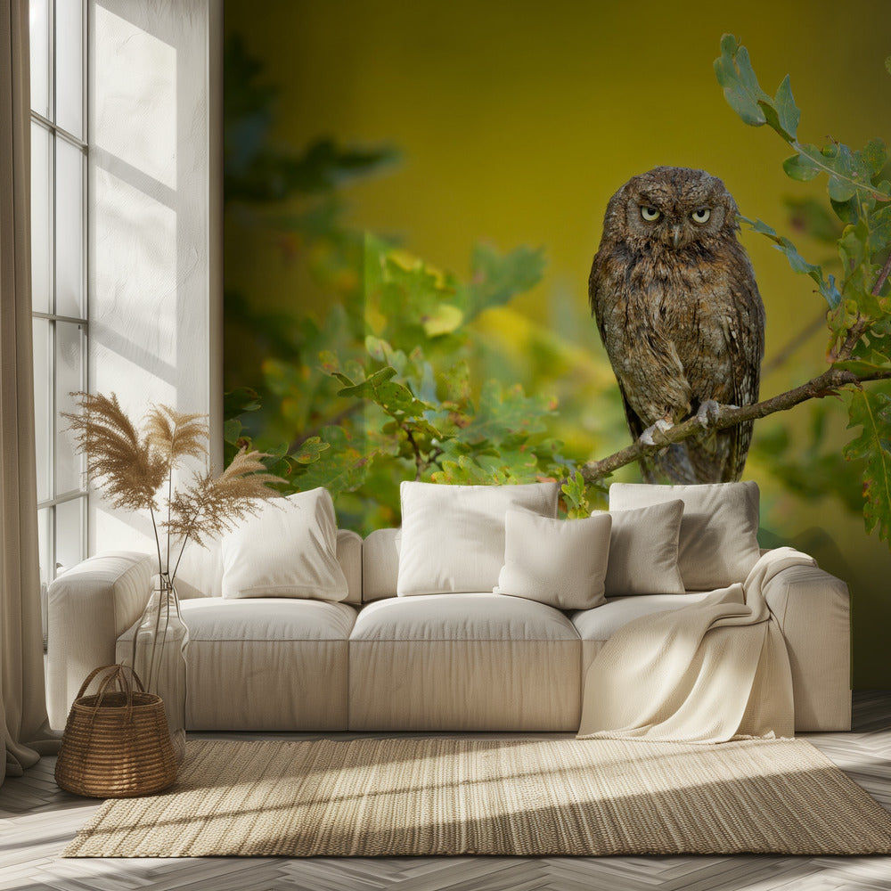 Eurasian Scops Owl | Wallpaper