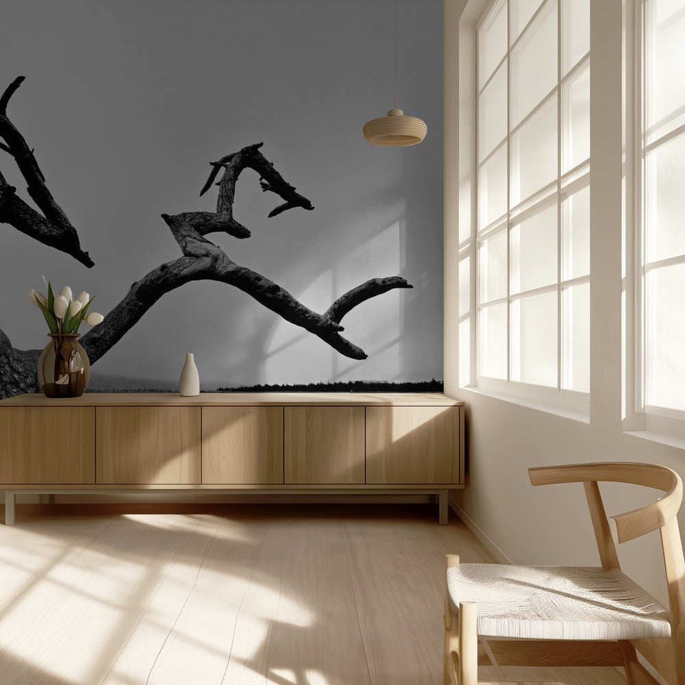 Old Man and Tree | Wallpaper