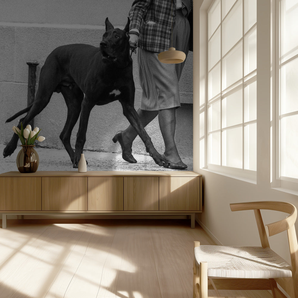 Great dane bodyguard (from the series "Boy meets girl") | Wallpaper