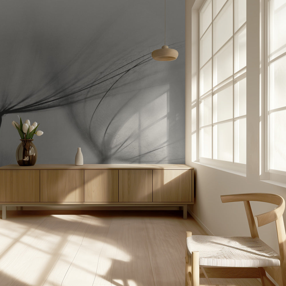 Tragopogon | Wallpaper