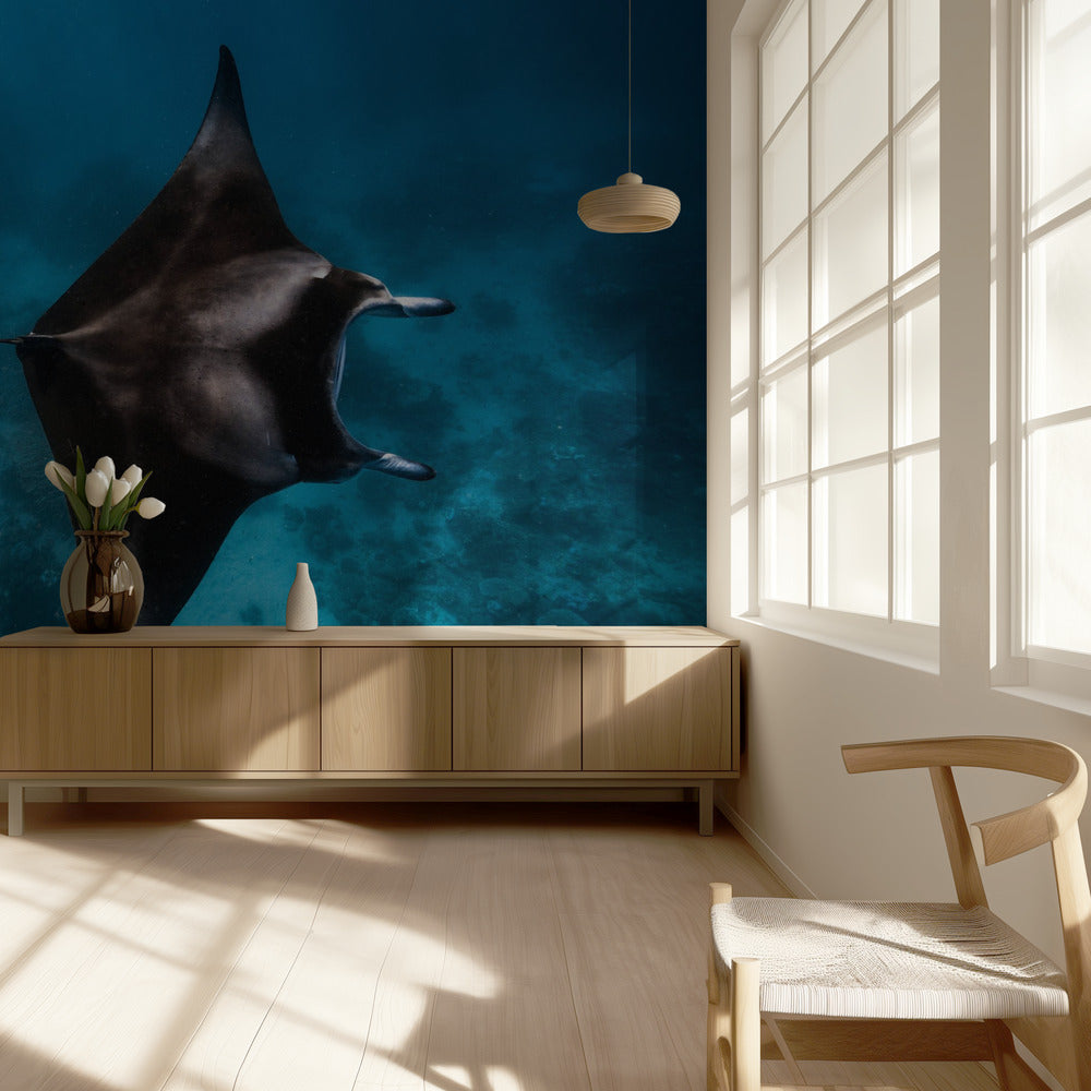 Manta fly!!! | Wallpaper