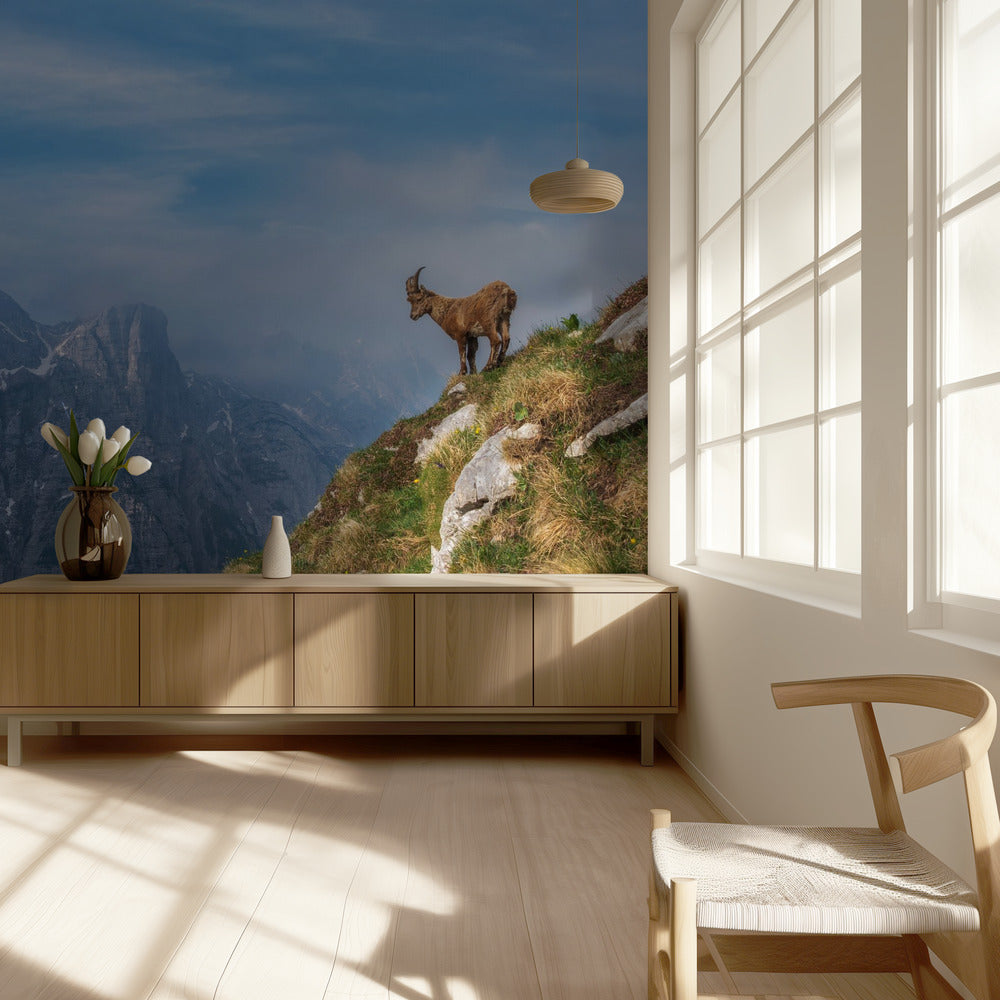 Alpine Ibex in the mountains | Wallpaper