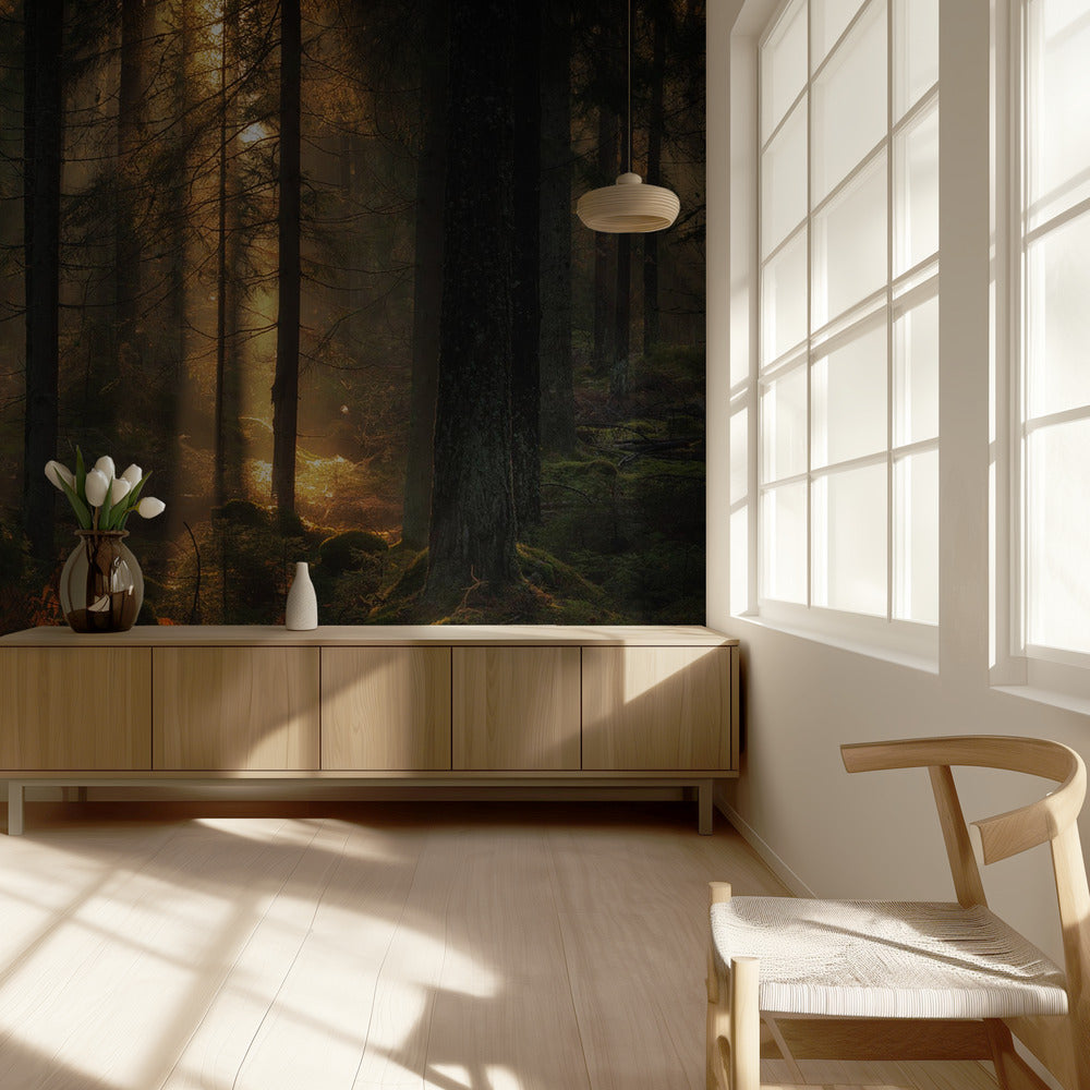 The light in the forest | Wallpaper