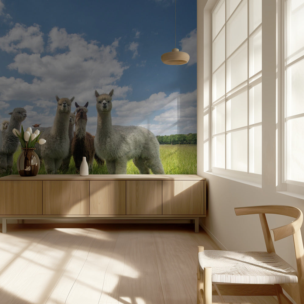 Send in the Alpaca's! | Wallpaper