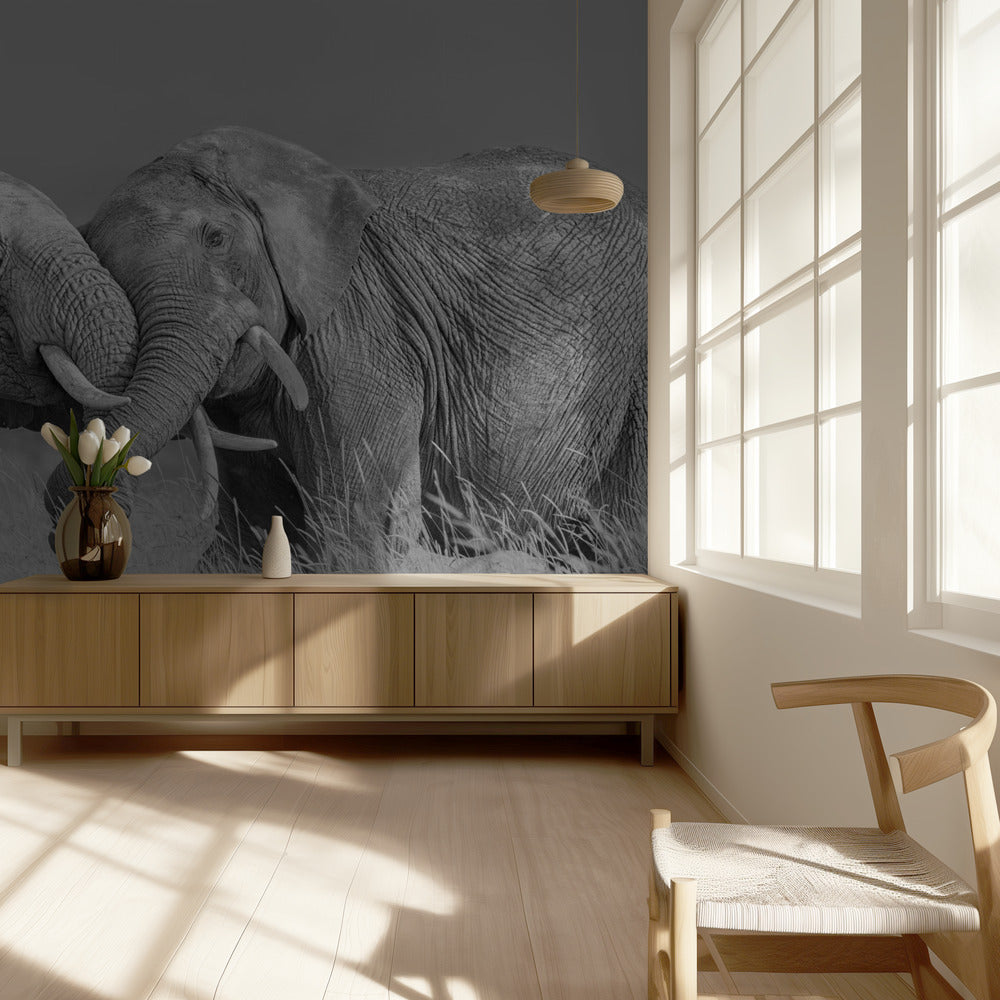 Elephant Flight | Wallpaper