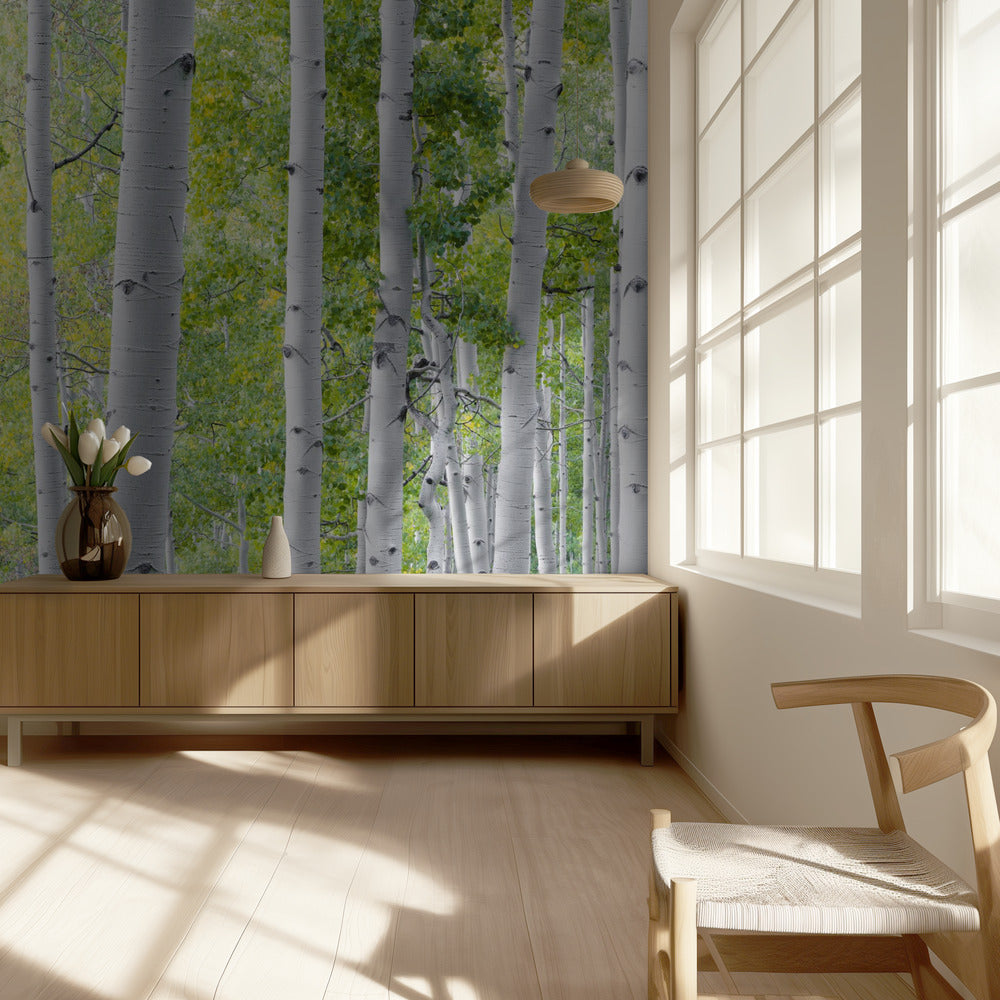 Birch Forest | Wallpaper