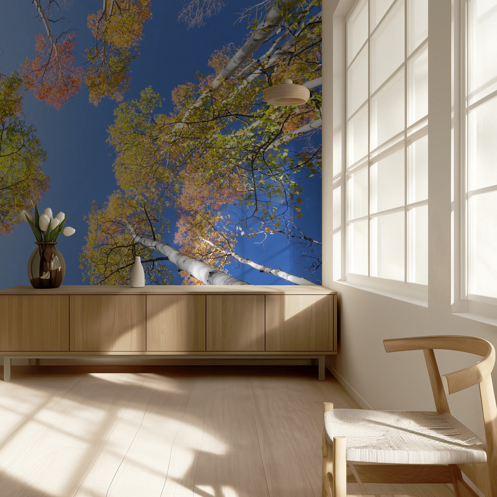 Autumn Birchs | Wallpaper