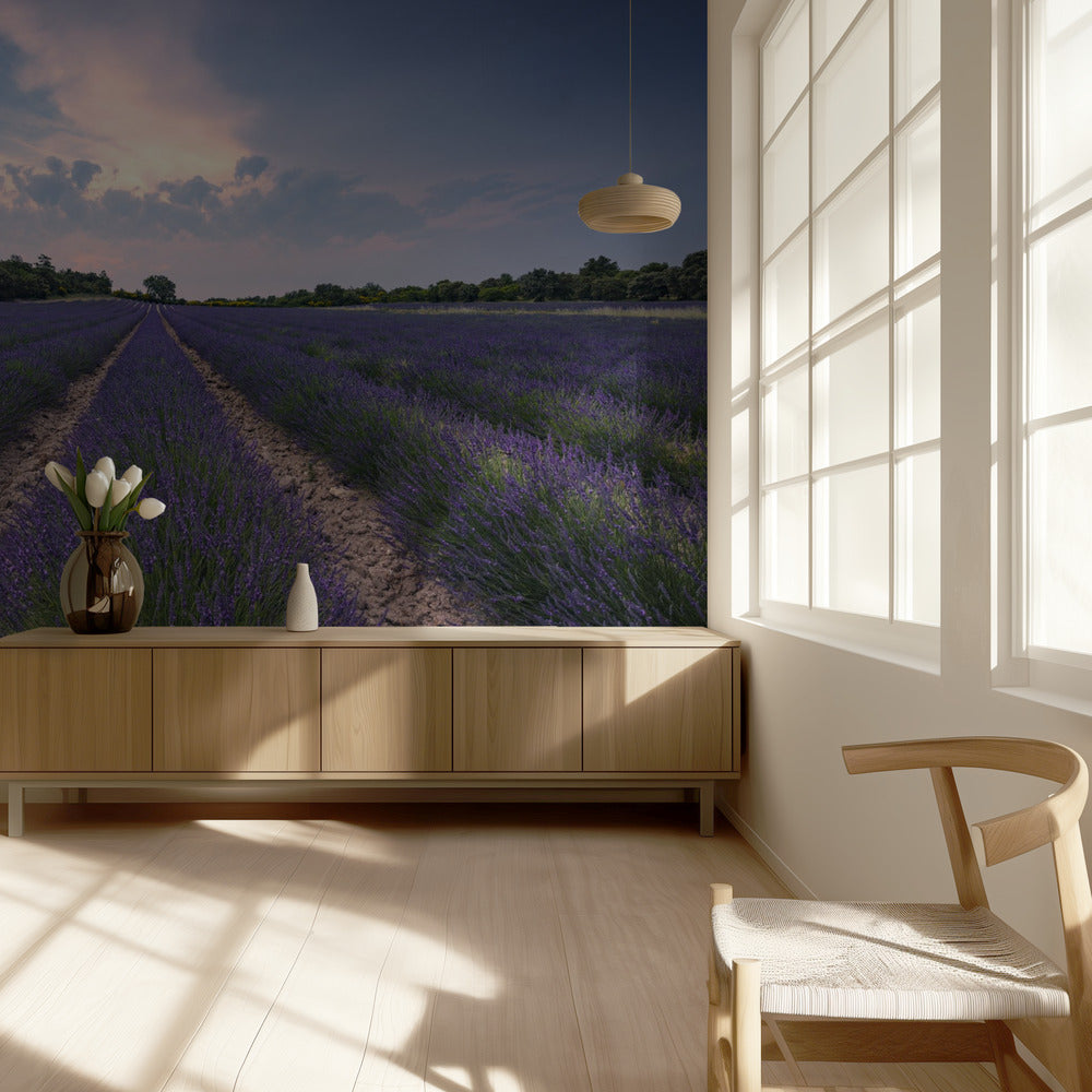 Blue Lavender | Wallpaper