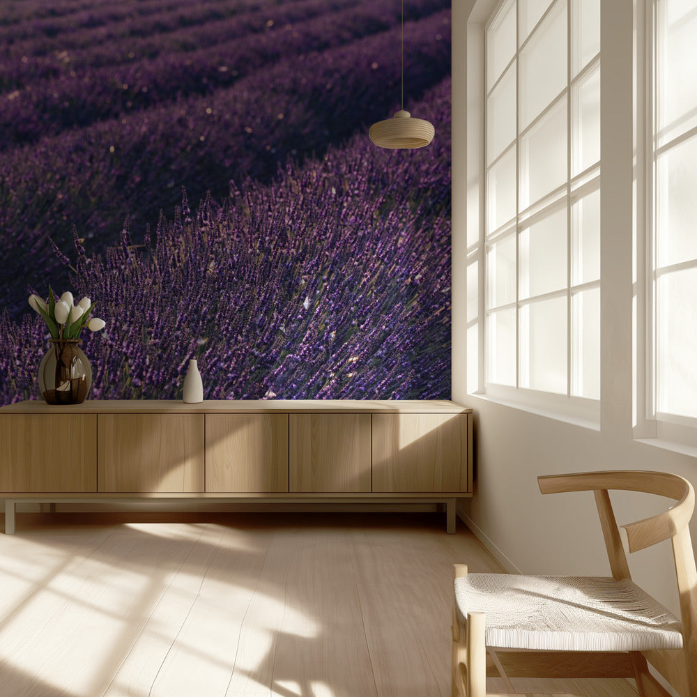 Provence Lavender | Wallpaper